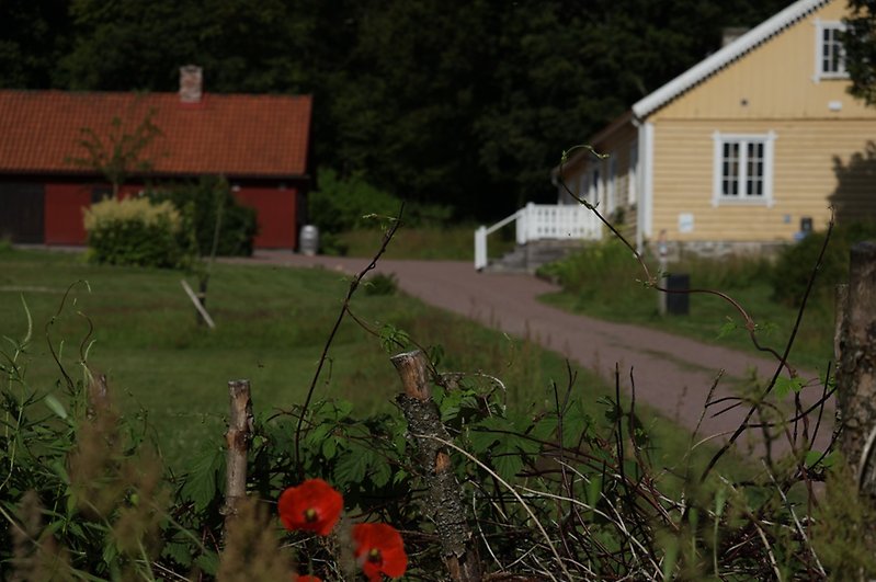 Ett gult och ett rött trähus i ett grönt naturområde.