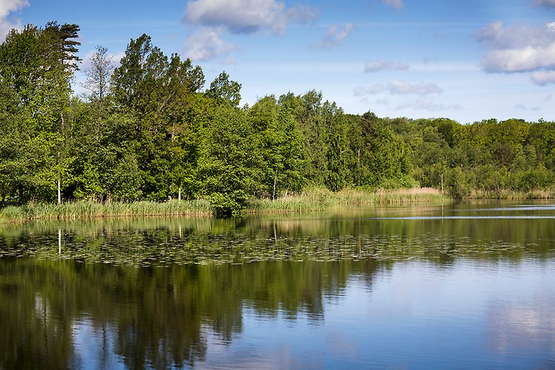 Utsikt över Lursjön. Vattnet är stilla, det är vackert väder och sjökanten är full med träd.