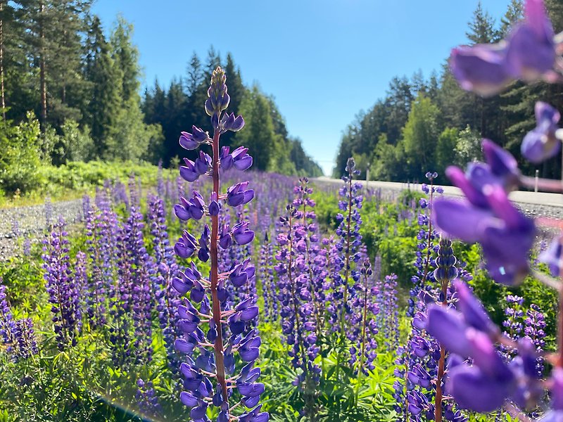 Blomsterlupin