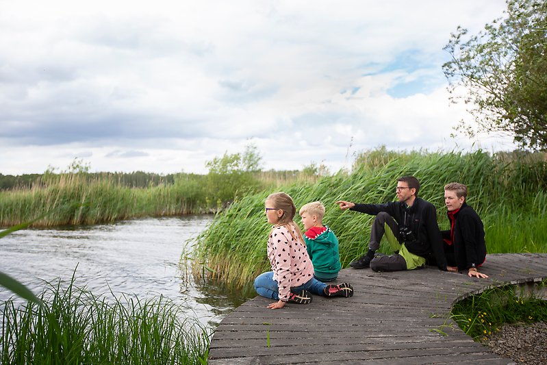 Två vuxna och två barn sitter på kanten av en spång invid vattnet där det finns mycket vass i kanten. 