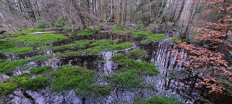 Efter återvätningen vid Harastorp har vatten åter spridit sig i sumpskogen. Bilden visar hur mossor och vegetation frodas på upphöjningar medan vattnet reflekterar skogen. Åtgärden gynnar biologisk mångfald, minskar näringsläckage och bidrar till flödesutjämning i Röke å. Foto: Lars-Erik Williams