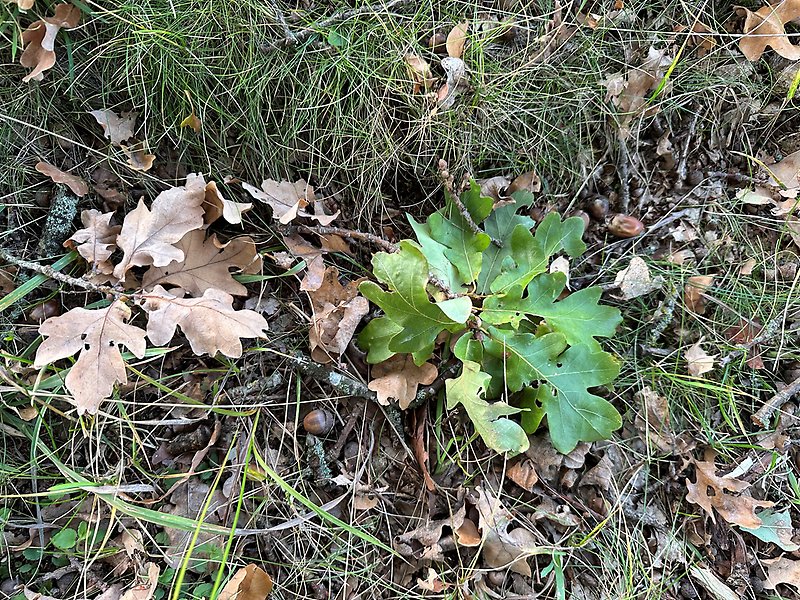 Löv från en ek i både höstigt brunt och grönt som ligger på marken av gamla löv.